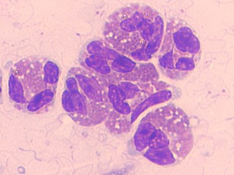 cellule staminali
