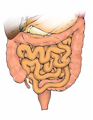 intestino